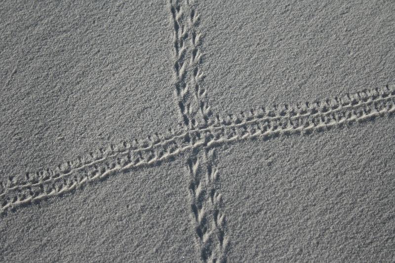 20081031 white sands 016.jpg